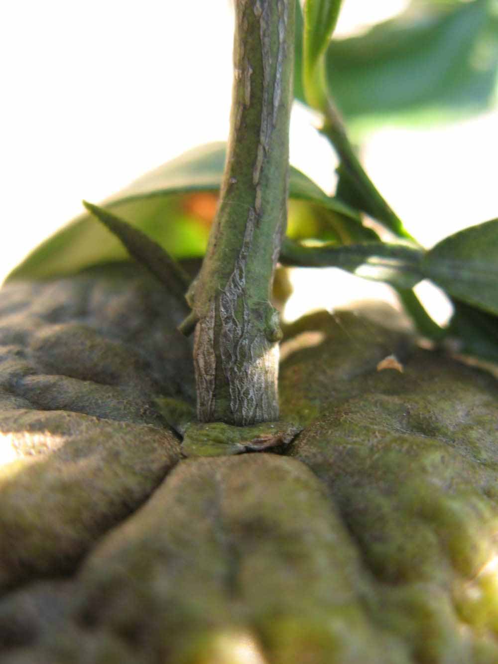              Immature fruit (Winter Haven, FL)       